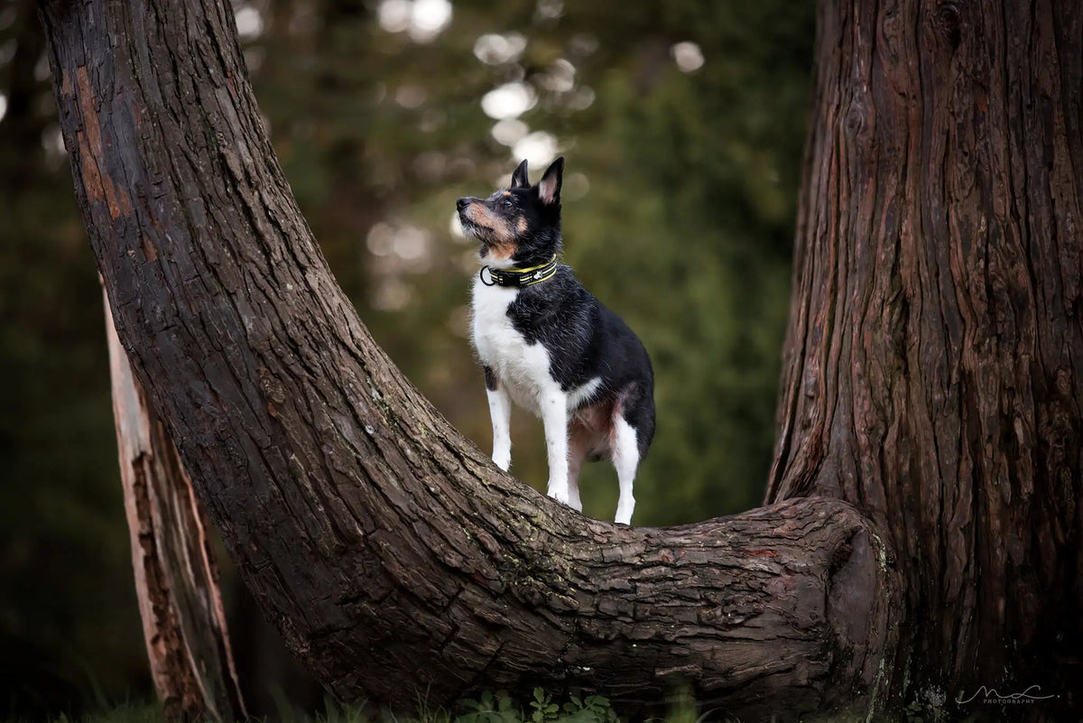 TRUELOVE Adjustable Nylon Dog Collar With Reflective Padded Design