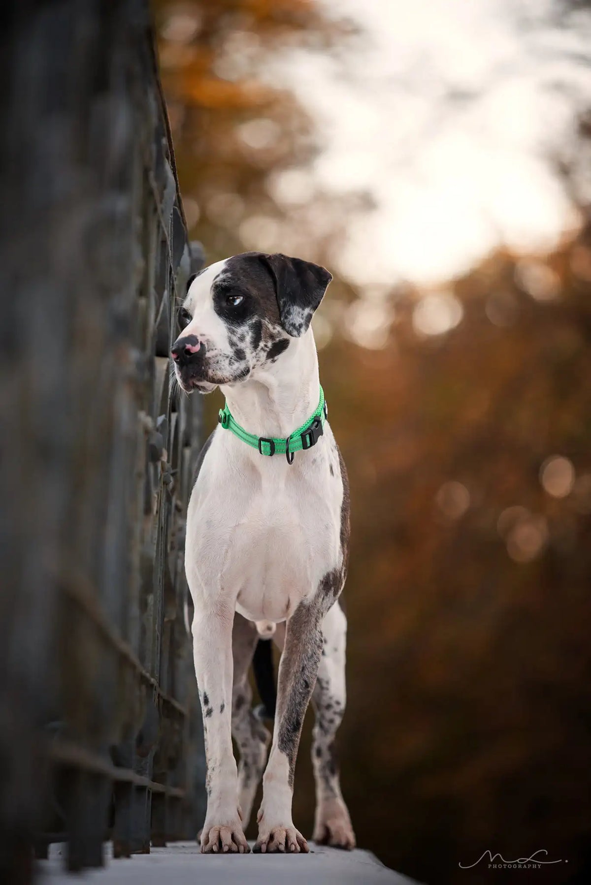 TRUELOVE Adjustable Nylon Dog Collar With Reflective Padded Design
