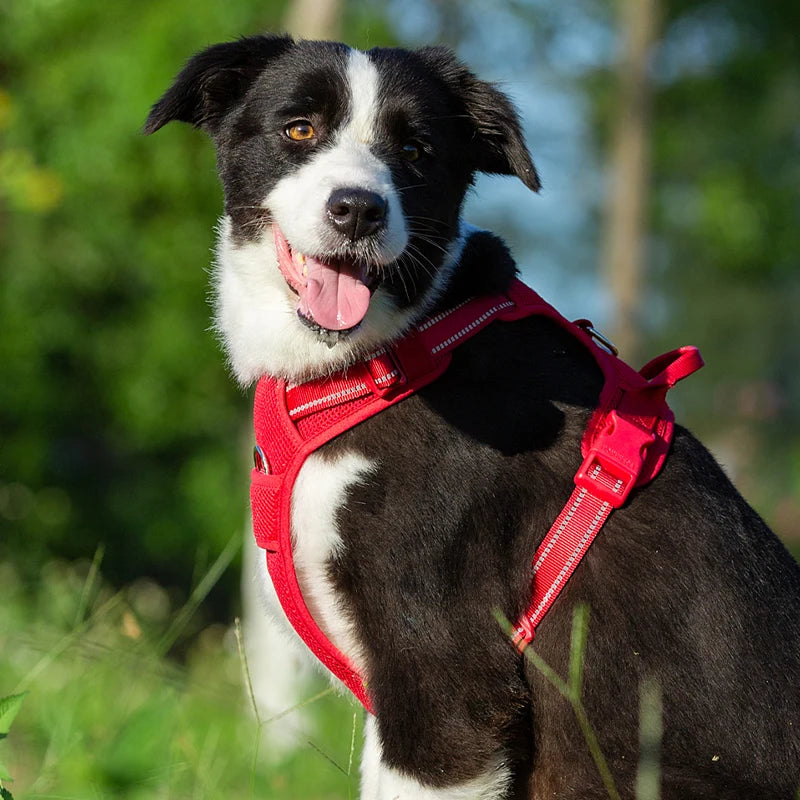 Truelove Reflective Padded Dog Harness With Quick Release Safety Strap