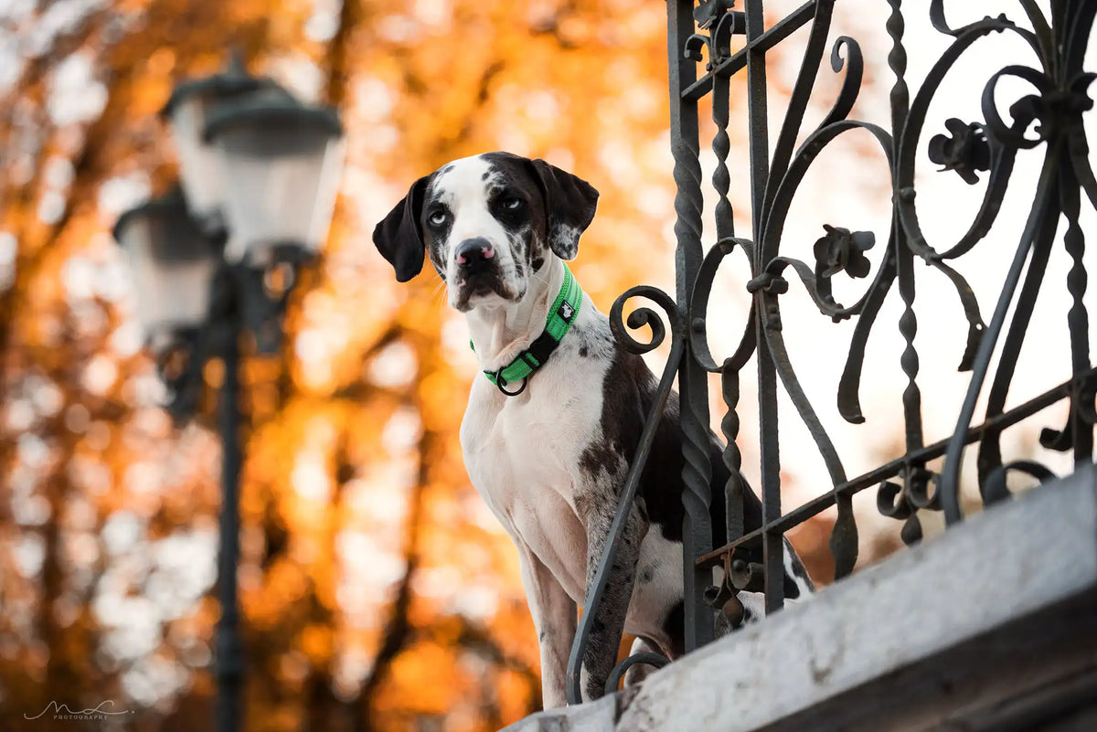 TRUELOVE Adjustable Nylon Dog Collar With Reflective Padded Design