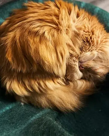 Cat Cave Premium Felt Cat Bed Indoor Cats Merino Wool