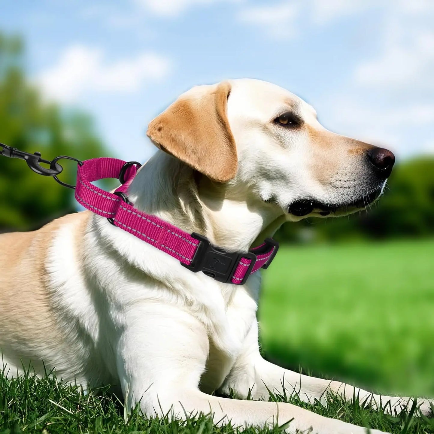Reflective Adjustable Dog Collar With Neoprene Padding Quick Release Buckle