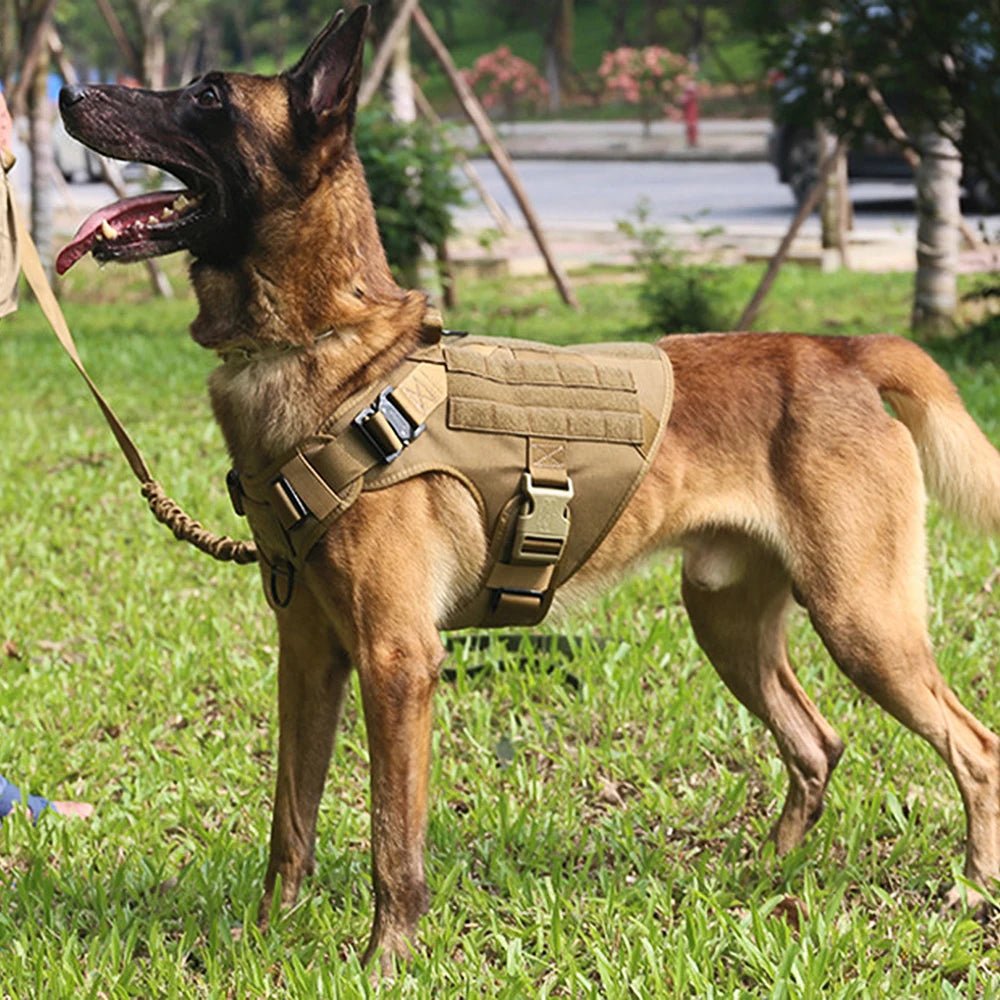 Petravel Padded Nylon Dog Harness And Leash Set For Walking