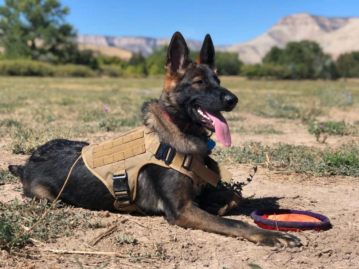 PETRAVEL Tactical Dog Harness Set with Collar Leash and Patches
