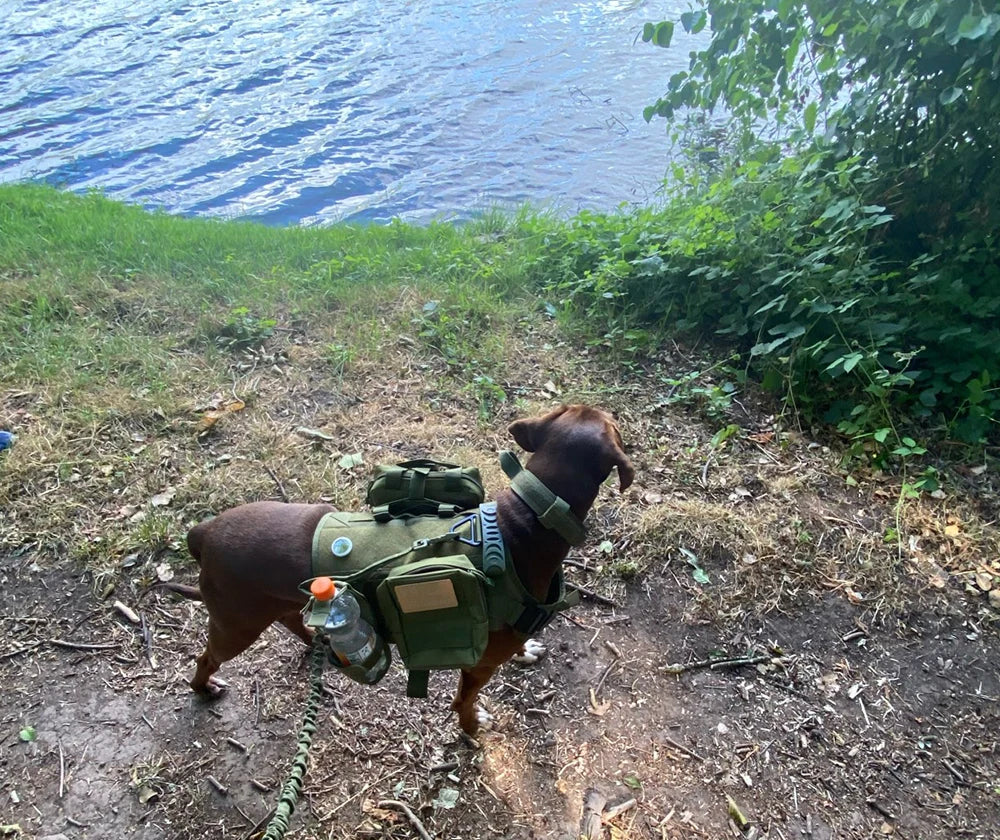 Tactical Dog Harness With Molle Pouches For Durable Nylon