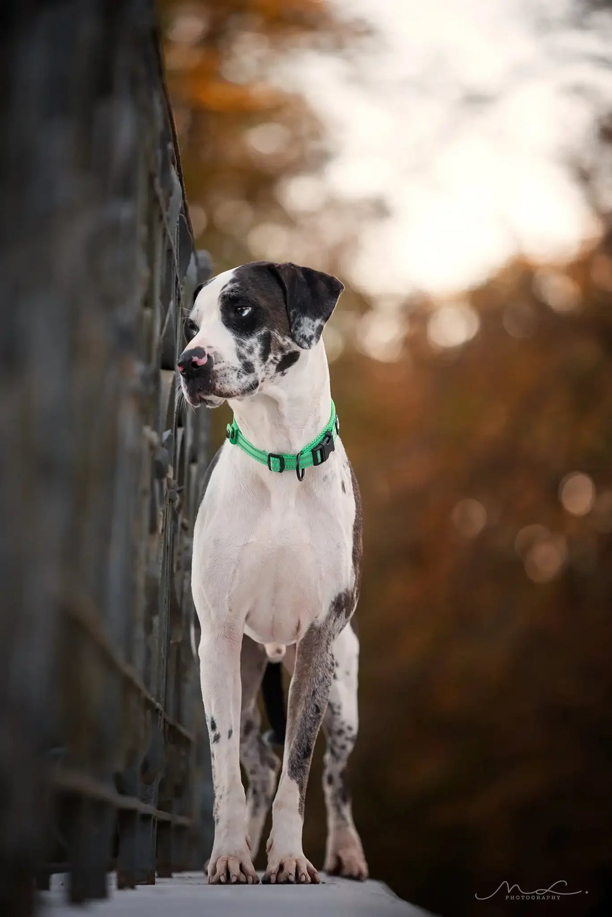 TRUELOVE Adjustable Nylon Dog Collar With Reflective Padded Design