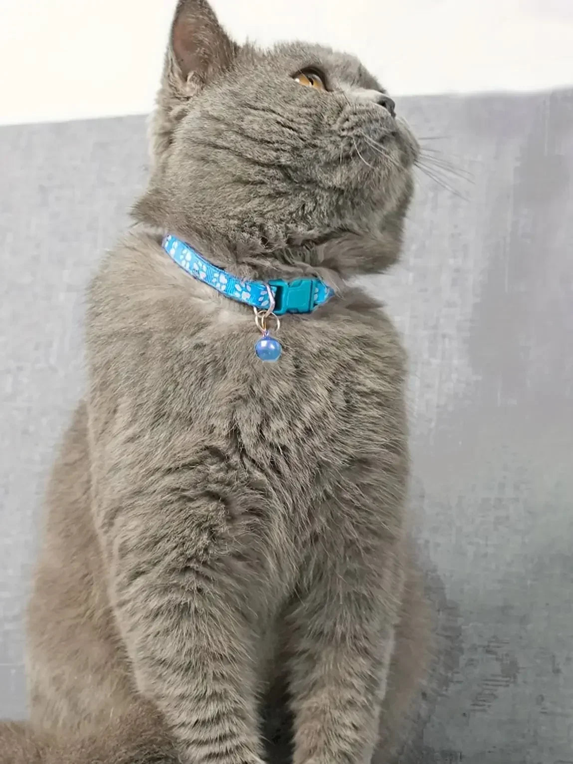 Premium Adjustable Cat Collar With Safety Bell And Ribbon
